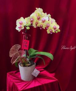 Chậu Lan Hồ Điệp Vàng Đại trường phát