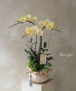 Chậu Lan Hồ Điệp Vàng Đào Ngọc Mùa