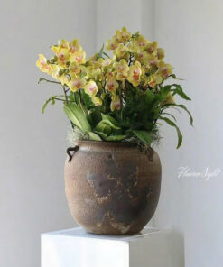 Chậu Lan Hồ Điệp Vàng Ocean Wave Orchid