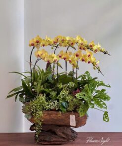 Chậu Lan Hồ Điệp Vàng Phồn Vinh