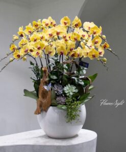 Chậu Lan Hồ Điệp Vàng Pop Shine