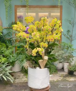 Chậu Lan Hồ Điệp Vàng Secret garden