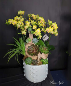 Chậu Lan Hồ Điệp Vàng Tài lộc Đại Cát