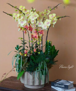 Chậu Lan Hồ Điệp Vàng Tịnh Lan Diệu