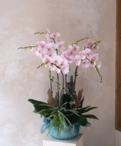 Chậu Lan Hồ Điệp Vì Sao