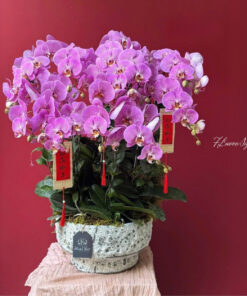 Chậu Lan Hồ Điệp Viên Cát