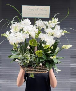 Chậu Lan Hồ Điệp Viên Mãn