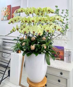 Chậu Lan Hồ Điệp Vững Chãi