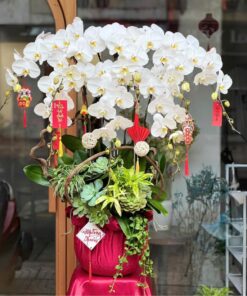Chậu Lan Hồ Điệp Vươn Tới Thành Công