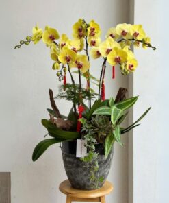 Chậu Lan Hồ Điệp Why Not Me