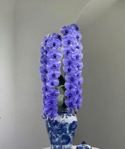 Chậu Lan Hồ Điệp Xanh Dương Phú Quý phát tài