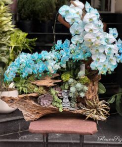 Chậu Lan Hồ Điệp Xanh Dương Kick off