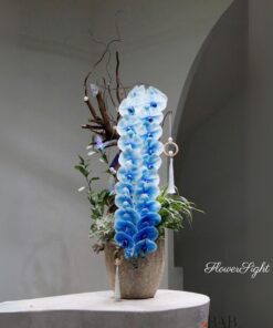 Chậu Lan Hồ Điệp Xanh Dương Vân Tình