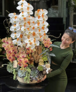 Chậu Lan Hồ Điệp Xinh Yêu