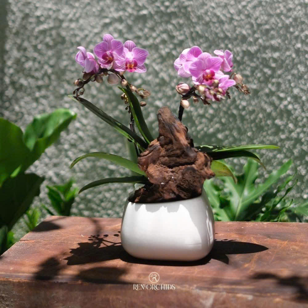 Chậu Lan Hồ Điệp Xuân Thì
