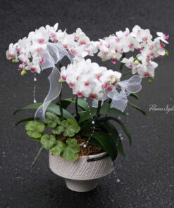 Chậu Lan Hồ Điệp Xúc cảm nhẹ nhàng