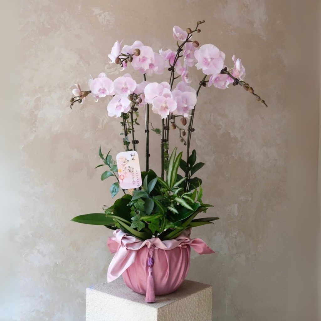 Chậu lan hồ điệp 5 cành