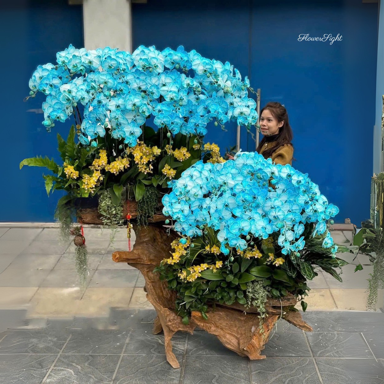 Lan điệp đại Đại Vệ màu xanh.