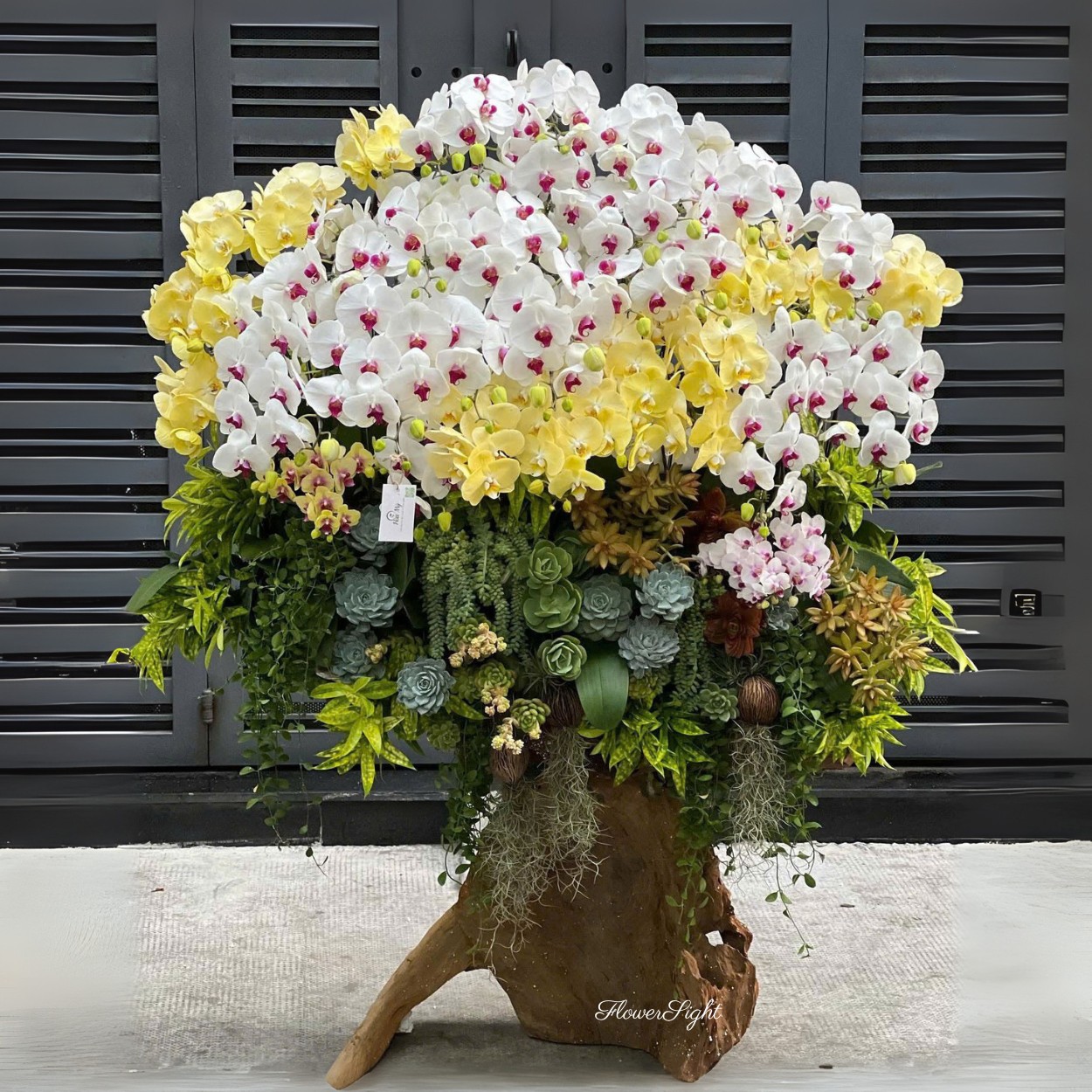 Chậu lan hồ điệp đại