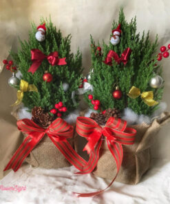 Cây Thông Noel Tươi Douglas