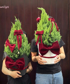 Cây Thông Noel Tươi Salvatore