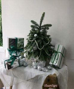 Cây Thông Noel Tươi Elsa