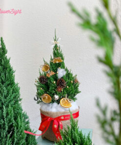 Cây thông tươi Ember