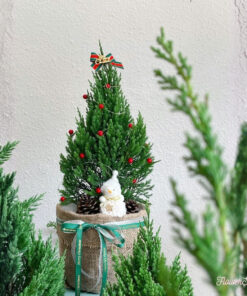 Cây thông tươi Kristopher