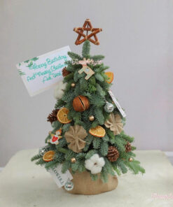 Cây thông tươi Olivia