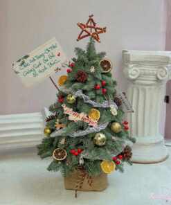 Cây thông tươi Pax