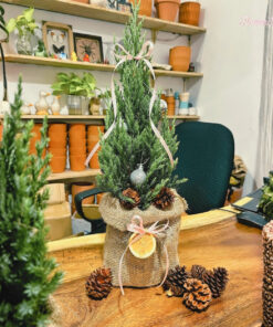 Cây thông tươi Rudy