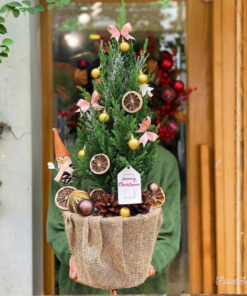 Cây Thông Noel Tươi Stella