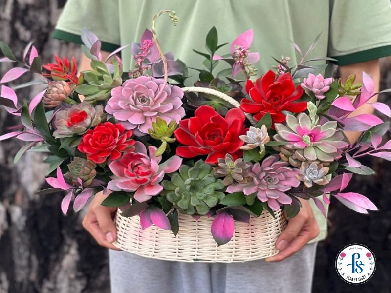 Chăm sóc giỏ hoa sen đá