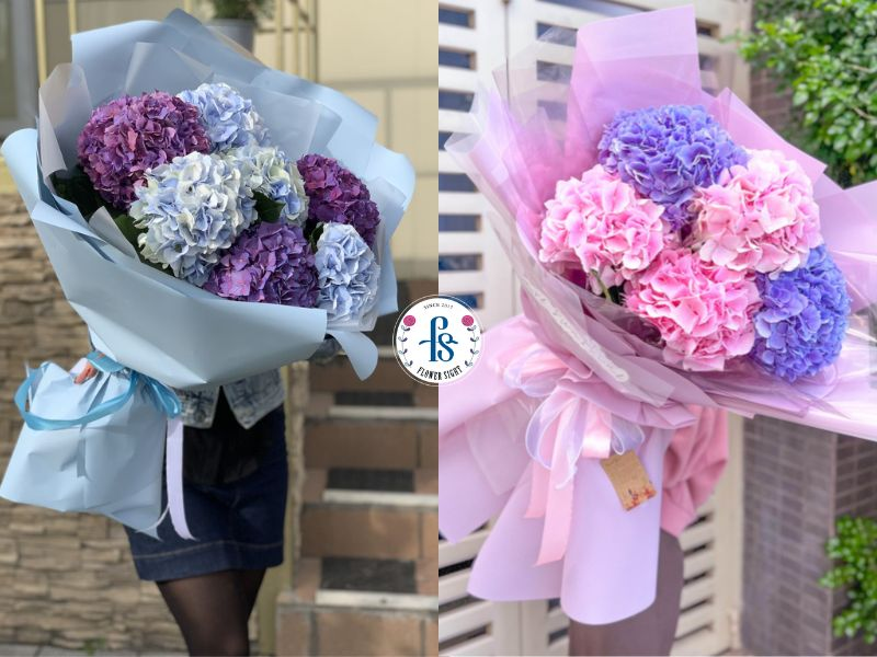 FlowerSight cung cấp nhiều màu hoa cẩm tú cầu