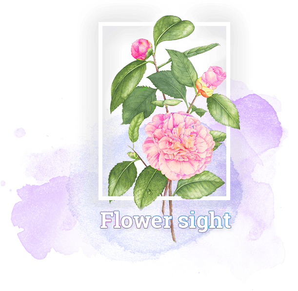 flowersight_contact