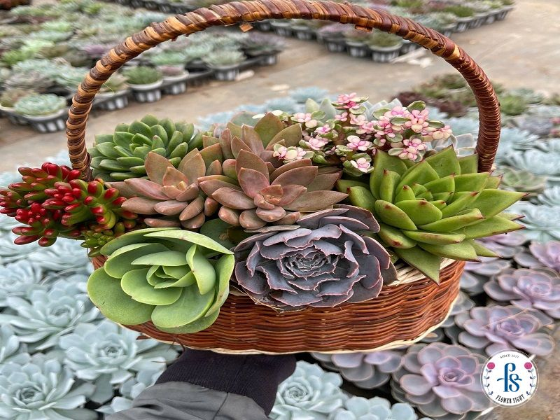 Giỏ sen đá phong thủy