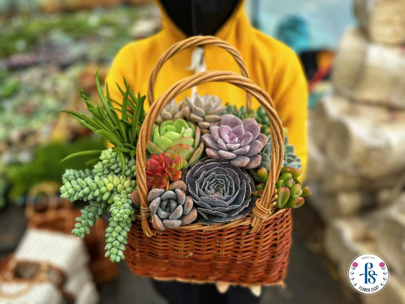 Giỏ sen đá tặng đối tác