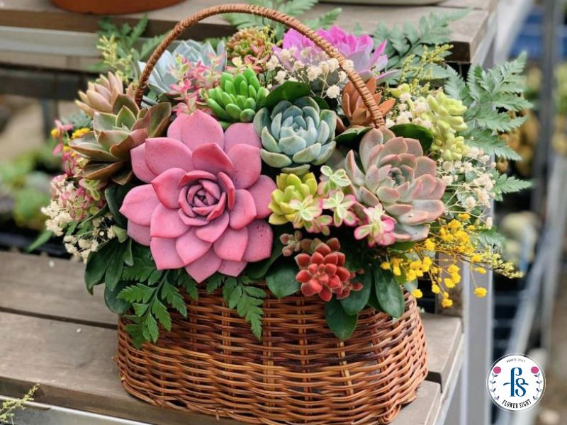 Giỏ hoa sen đá tặng tốt nghiệp