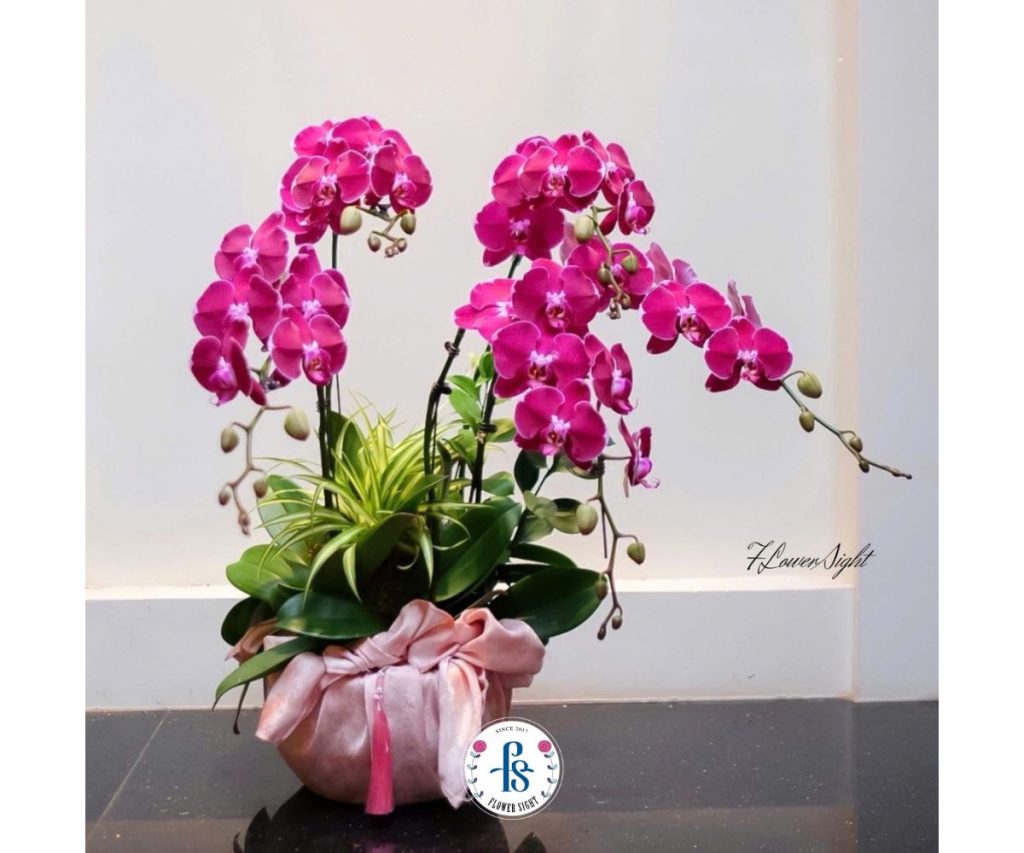 Đặc điểm của lan hồ điệp tím