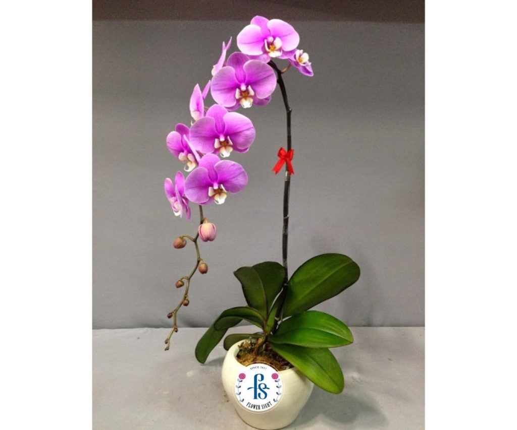 Giá bán lan hồ điệp tím phụ thuộc vào kích cỡ, số lượng cành và thiết kế chậu