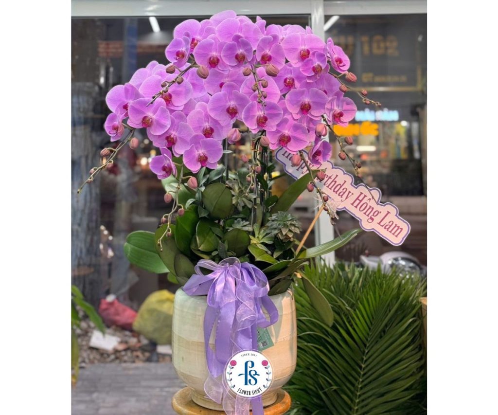 Nên tặng hoa lan hồ điệp tím vào 4 dịp