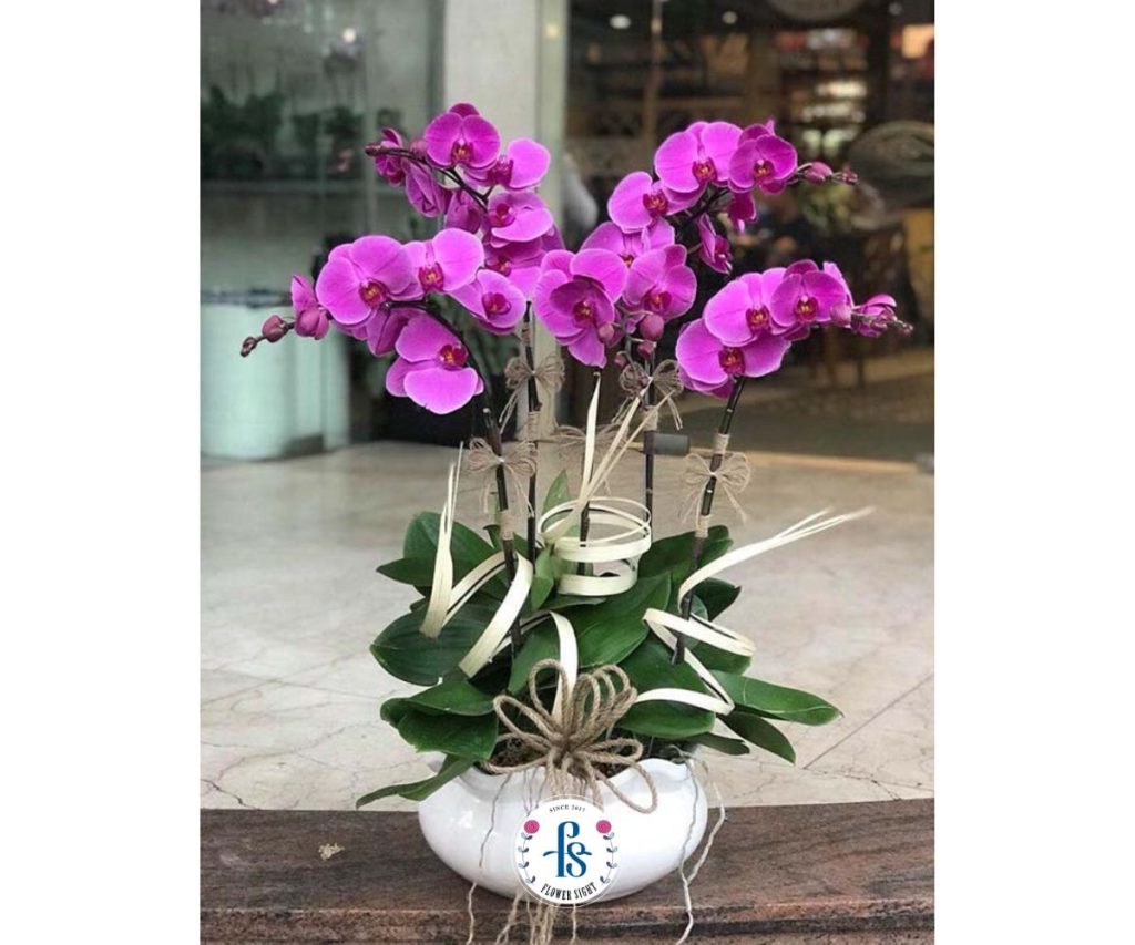 Lan Hồ Điệp Tím biểu tượng cho Tình Bạn Tri Kỷ, Bền Chặt