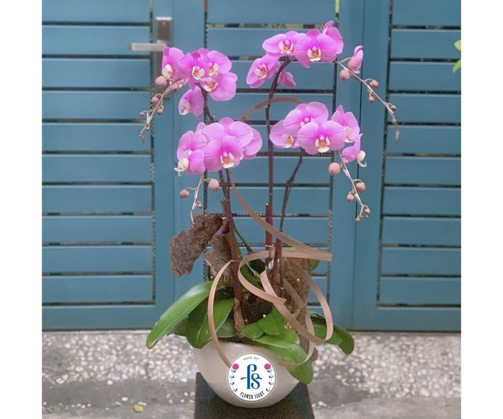 Lan Hồ Điệp Tím biểu tượng cho Khí Chất và Sự Lòng Biết Ơn