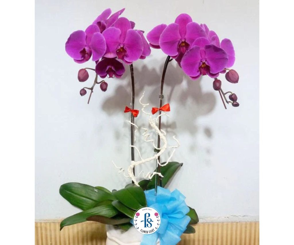 Lan Hồ Điệp Tím biểu tượng cho Tình Yêu Vĩnh Cửu, Thủy Chung