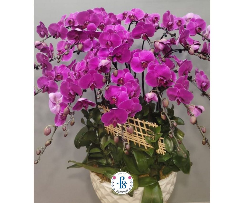 Lan Hồ Điệp Tím biểu tượng cho Cuộc Sống và Sự Nghiệp Quyền Lực