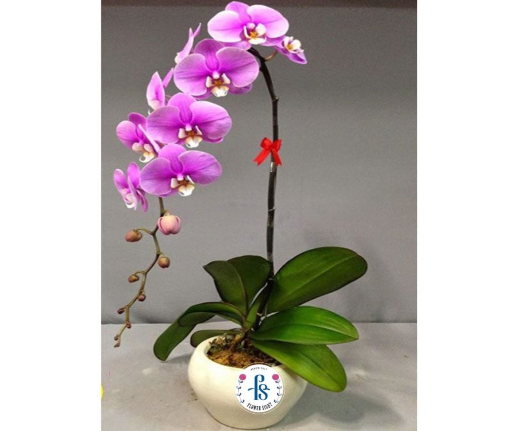 Nguồn gốc của Lan Hồ Điệp Tím