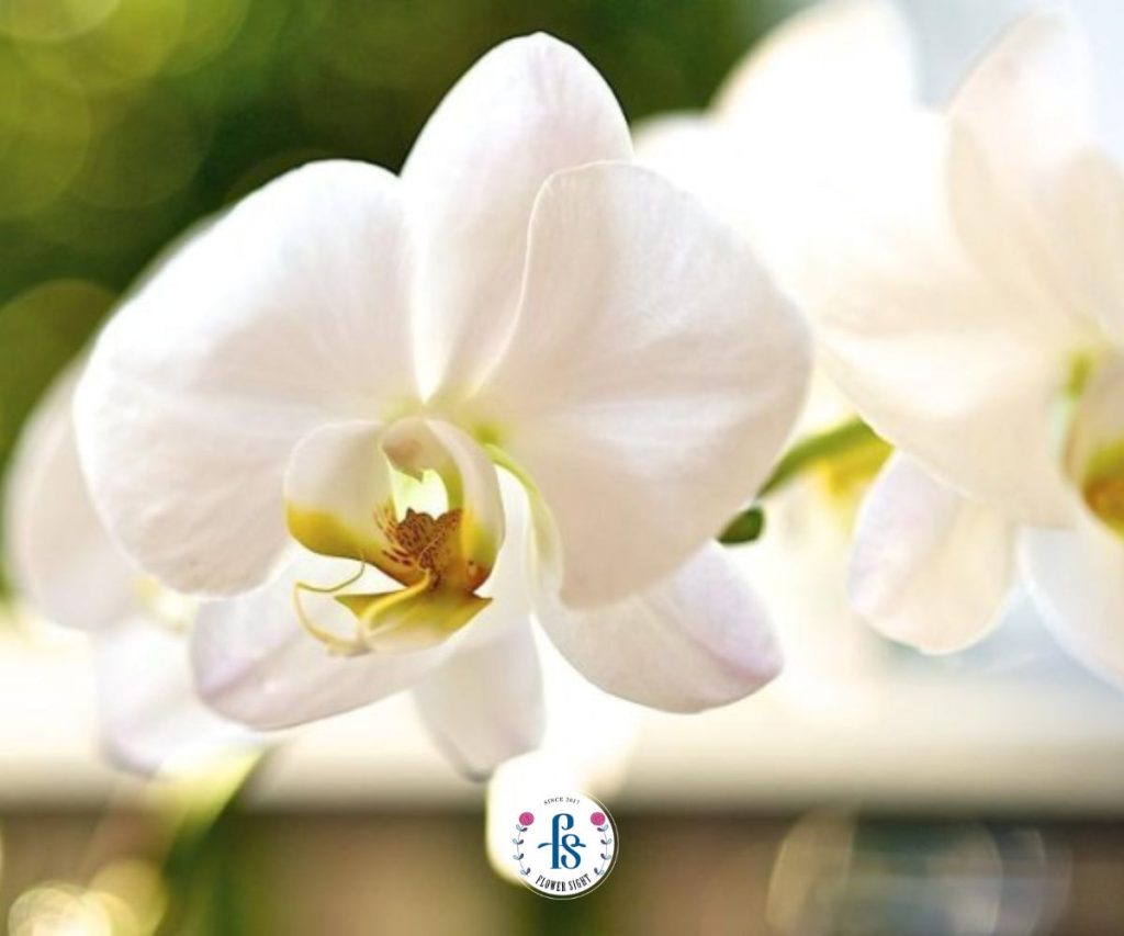 Ý Nghĩa của Lan Hồ Điệp Trắng