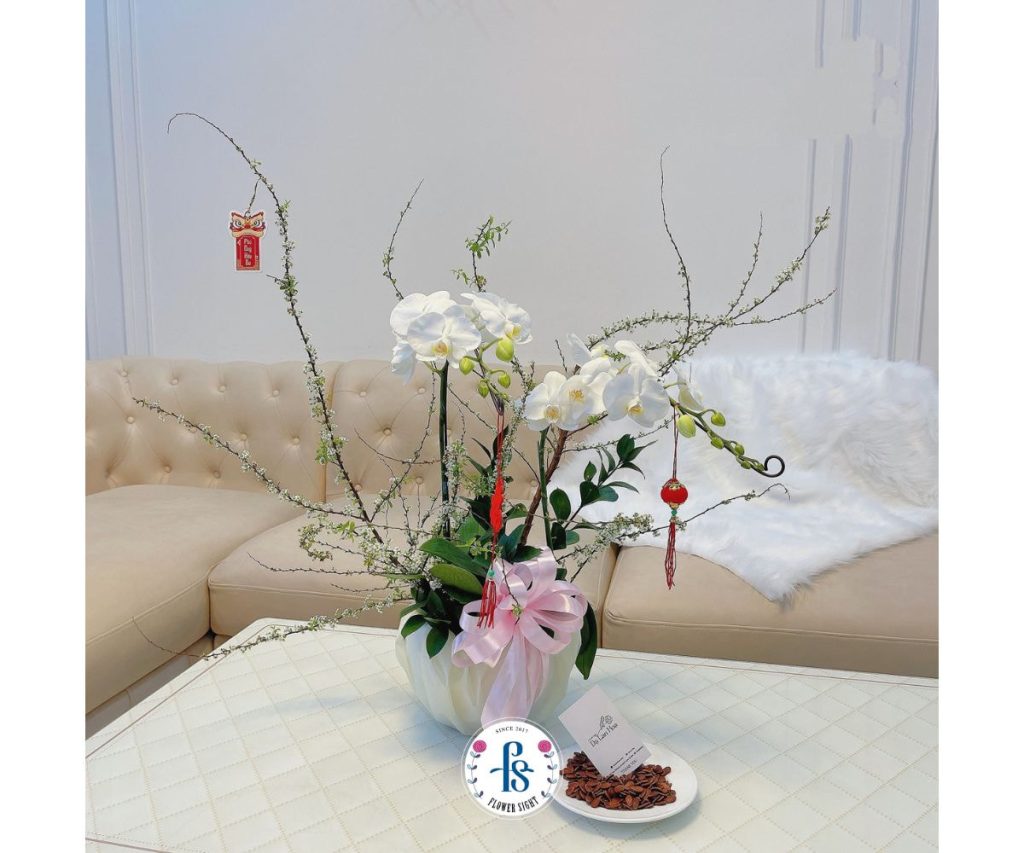 Lan Hồ Điệp Trắng tặng Tết Nguyên Đán