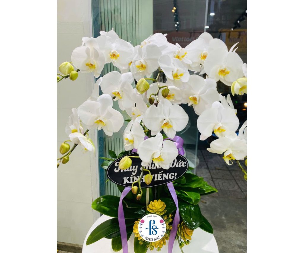 Lan Hồ Điệp Trắng cho lễ tang