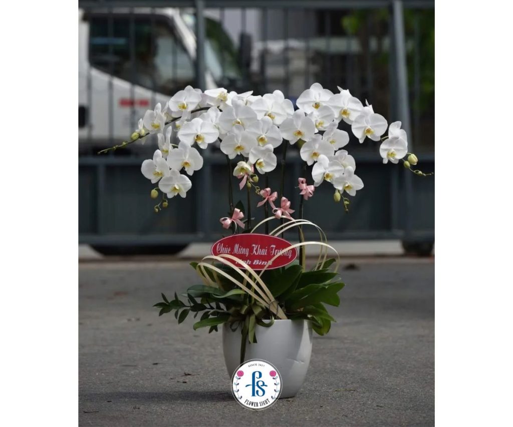 Lan Hồ Điệp Trắng mừng khai trương